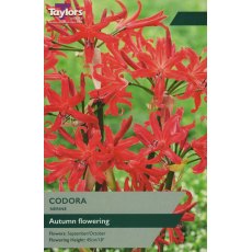 TAYLORS Nerine Codora TAYLORS Nerine Codora