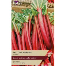 RHUBARB 'Red Champagne' RHUBARB 'Red Champagne'