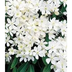 Clematis armandii 2L Clematis armandii 2L