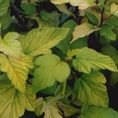 Physocarpus opulifolius 'Darts Gold' 3L Physocarpus opulifolius 'Darts Gold' 3L