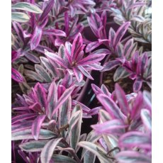 Hebe 'Heartbreaker' 2L Hebe 'Heartbreaker' 2L