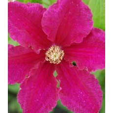 Clematis 'Ernest Markham' 2.5L/3L Clematis 'Ernest Markham' 2.5L/3L