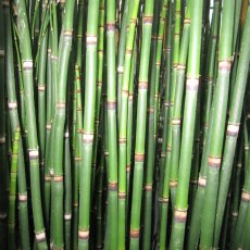 MARGINAL - Equisetum hyemale   1L MARGINAL - Equisetum hyemale   1L