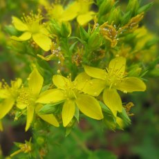 MARGINAL - Hypericum tetrapterum 1L MARGINAL - Hypericum tetrapterum 1L