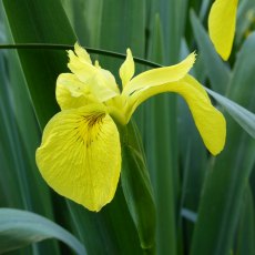 MARGINAL - Iris pseudacorus   1L MARGINAL - Iris pseudacorus   1L