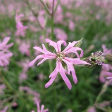 MARGINAL - Lychnis flos-cuculi   1L MARGINAL - Lychnis flos-cuculi   1L