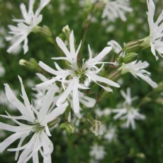 MARGINAL - Lychnis flos-cuculi 'White Robin'   1L MARGINAL - Lychnis flos-cuculi 'White Robin'   1L