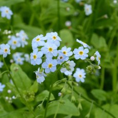 MARGINAL - Myosotis scorpioides 1L MARGINAL - Myosotis scorpioides 1L