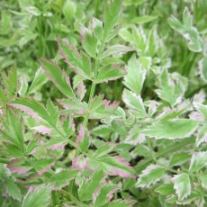MARGINAL - Oenanthe javanica 'Flamingo'   1L MARGINAL - Oenanthe javanica 'Flamingo'   1L