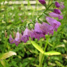 MARGINAL - Physostegia virginiana 1L MARGINAL - Physostegia virginiana 1L