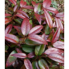 Leucothoe 'Carinella' 2L Leucothoe 'Carinella' 2L