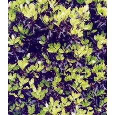 Pittosporum tenuifolium 'Tom Thumb' 3L Pittosporum tenuifolium 'Tom Thumb' 3L