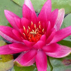 LILY (MEDIUM) - Nymphaea James Brydon 3L LILY (MEDIUM) - Nymphaea James Brydon 3L