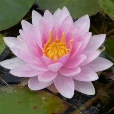 LILY (LARGE) - Nymphaea Mrs Richmond 3L LILY (LARGE) - Nymphaea Mrs Richmond 3L