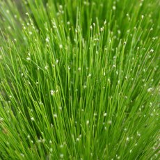 MARGINAL - Scirpus cernuus   1L MARGINAL - Scirpus cernuus   1L