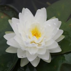 LILY (MEDIUM) - Nymphaea Gonnere 3L LILY (MEDIUM) - Nymphaea Gonnere 3L