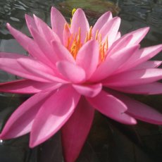 LILY (MEDIUM) - Nymphaea Mayla 3L LILY (MEDIUM) - Nymphaea Mayla 3L