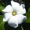 Gardenia jasminoides 'Kleim's Hardy' 3L Gardenia jasminoides 'Kleim's Hardy' 3L