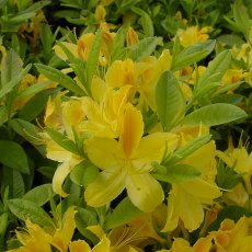 DECIDUOUS AZALEA 'Gold Topas' 4L DECIDUOUS AZALEA 'Gold Topas' 4L