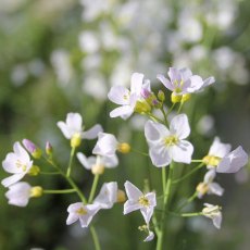 MARGINAL - Cardamine pratensis 1L MARGINAL - Cardamine pratensis 1L