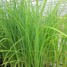 MARGINAL - Carex acuta 1L MARGINAL - Carex acuta 1L