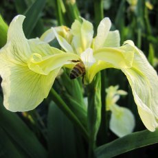 MARGINAL - Iris pseudacorus bastardii   1L MARGINAL - Iris pseudacorus bastardii   1L