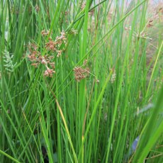 MARGINAL - Juncus effusus   1L MARGINAL - Juncus effusus   1L