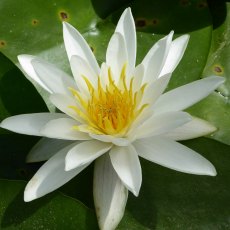 LILY (MEDIUM) - Nymphaea Marliacea Albida 3L LILY (MEDIUM) - Nymphaea Marliacea Albida 3L