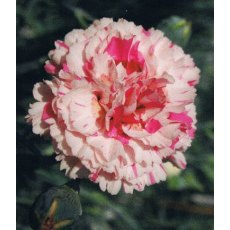 GARDEN PINK Dianthus 'Bailey's Celebration' 9cm GARDEN PINK Dianthus 'Bailey's Celebration' 9cm