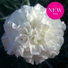 GARDEN PINK Dianthus 'Bridal Star' 9cm GARDEN PINK Dianthus 'Bridal Star' 9cm