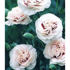 GARDEN PINK Dianthus 'Cranmere Pool' 9cm GARDEN PINK Dianthus 'Cranmere Pool' 9cm