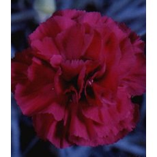 GARDEN PINK Dianthus 'Devon Wizard' 9cm GARDEN PINK Dianthus 'Devon Wizard' 9cm