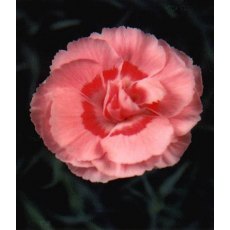 GARDEN PINK Dianthus 'Doris' 9cm GARDEN PINK Dianthus 'Doris' 9cm