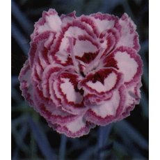 GARDEN PINK Dianthus 'Gran's Favourite' 9cm GARDEN PINK Dianthus 'Gran's Favourite' 9cm