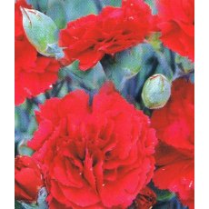 GARDEN PINK Dianthus 'Houndspool Cheryl' 9cm GARDEN PINK Dianthus 'Houndspool Cheryl' 9cm