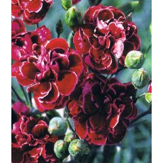 GARDEN PINK Dianthus 'Laced Monarch' 9cm GARDEN PINK Dianthus 'Laced Monarch' 9cm