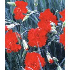 GARDEN PINK Dianthus 'Lady In Red' 9cm GARDEN PINK Dianthus 'Lady In Red' 9cm