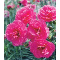 GARDEN PINK Dianthus 'Lily The Pink' 9cm GARDEN PINK Dianthus 'Lily The Pink' 9cm