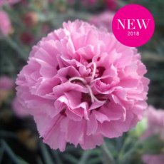 GARDEN PINK Dianthus 'Pink Ruffles' 9cm GARDEN PINK Dianthus 'Pink Ruffles' 9cm
