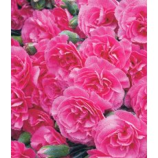 GARDEN PINK Dianthus 'Valda Wyatt' 9cm GARDEN PINK Dianthus 'Valda Wyatt' 9cm