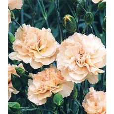 GARDEN PINK Dianthus 'Widecombe Fair' 9cm GARDEN PINK Dianthus 'Widecombe Fair' 9cm