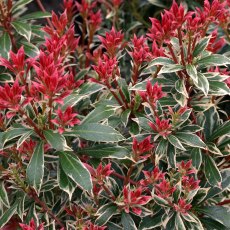 Pieris japonica 'Little Heath' 3L Pieris japonica 'Little Heath' 3L