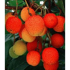 Arbutus unedo 3L Arbutus unedo 3L