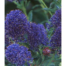 Ceanothus 'Concha' 3L Ceanothus 'Concha' 3L