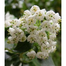 Escallonia 'Iveyi' 3L Escallonia 'Iveyi' 3L