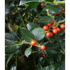 Ilex aquifolium 'J.C. van tol' (H) 3L Ilex aquifolium 'J.C. van tol' (H) 3L