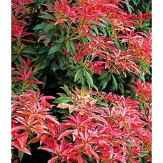 Pieris 'Forest Flame' 3L Pieris 'Forest Flame' 3L