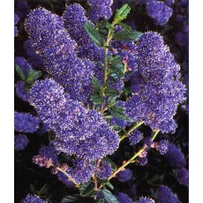 Ceanothus 'Italian Skies' 3L Ceanothus 'Italian Skies' 3L