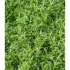 HERB Chamomile - Lawn / Treneague 9cm HERB Chamomile - Lawn / Treneague 9cm