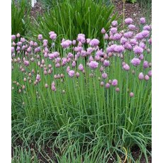 HERB Chives - Common 8.5/9cm HERB Chives - Common 8.5/9cm